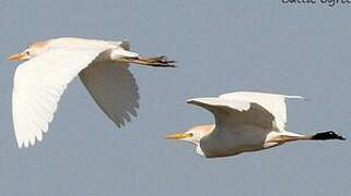 Western Cattle Egret