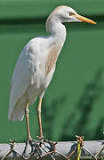 Western Cattle Egret