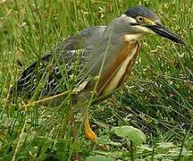 Striated Heron