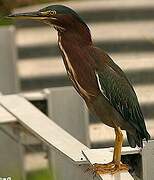 Green Heron