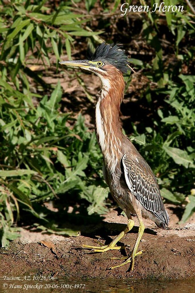 Green Heronadult