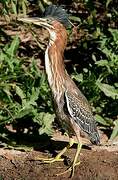 Green Heron