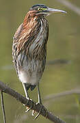 Green Heron