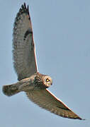 Short-eared Owl