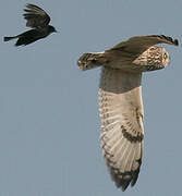 Short-eared Owl