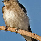Hirondelle à ailes hérissées