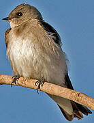 Northern Rough-winged Swallow