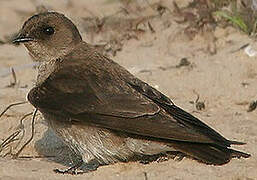 Northern Rough-winged Swallow