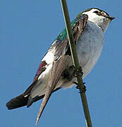 Violet-green Swallow