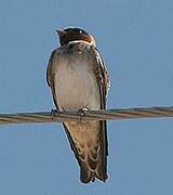 American Cliff Swallow