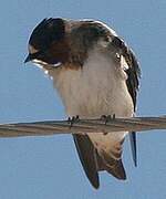 American Cliff Swallow