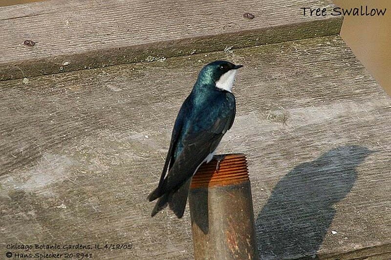 Tree Swallow