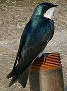 Tree Swallow