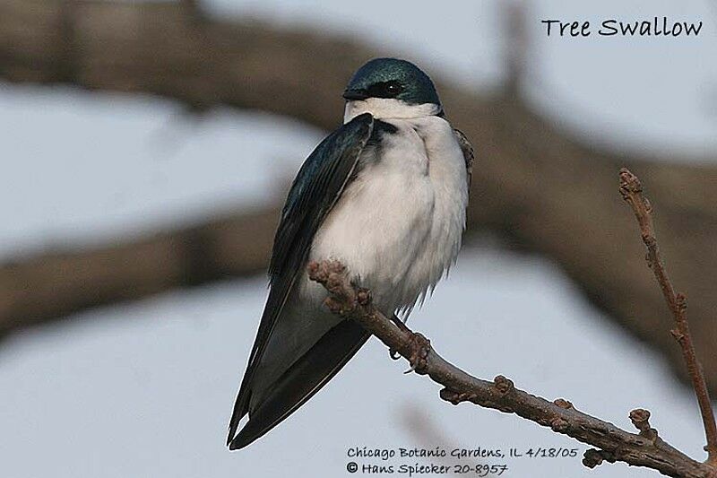 Tree Swallow