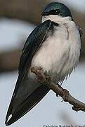 Tree Swallow