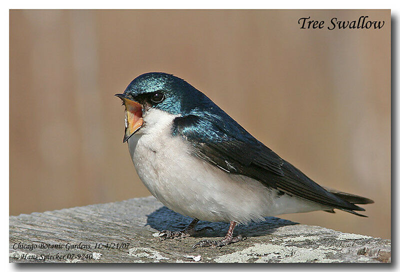 Tree Swallowadult