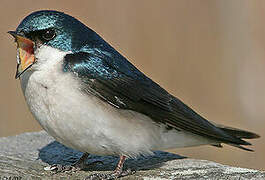 Tree Swallow