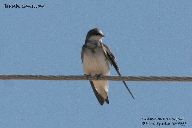 Sand Martin