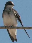 Sand Martin