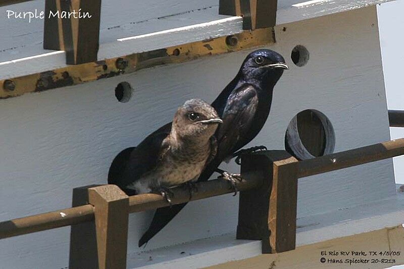 Purple Martin