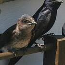 Hirondelle noire