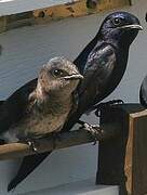 Purple Martin