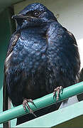 Purple Martin