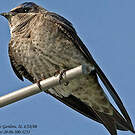 Hirondelle noire