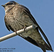 Purple Martin