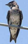 Purple Martin