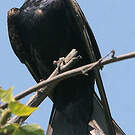 Hirondelle noire