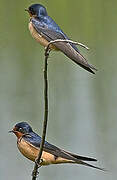 Barn Swallow