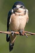 Barn Swallow