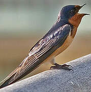 Barn Swallow