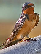 Barn Swallow