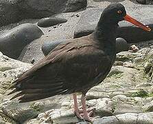 Black Oystercatcher