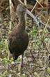 Ibis à face blanche