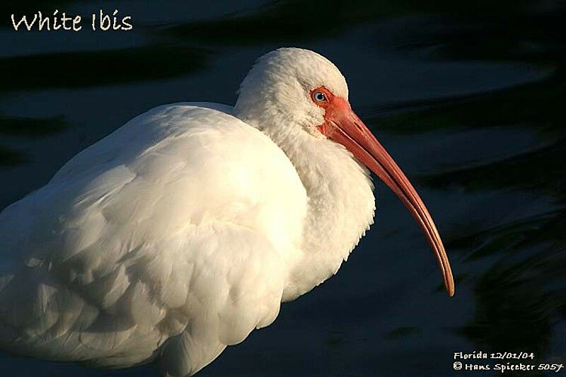 Ibis blanc