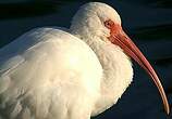 Ibis blanc