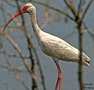 American White Ibis