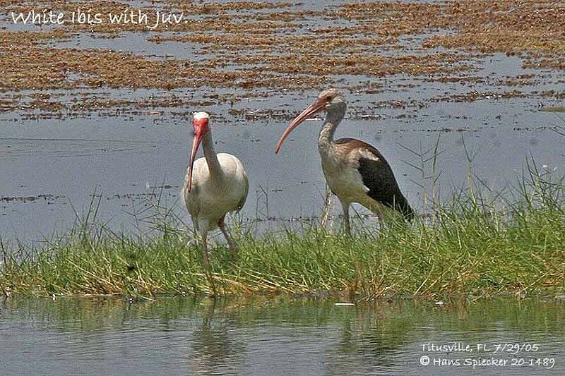 American White Ibis