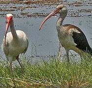 American White Ibis