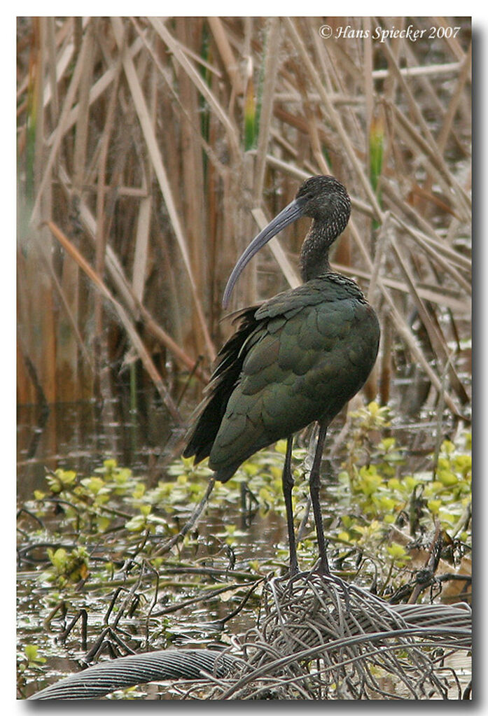 Ibis falcinelleimmature