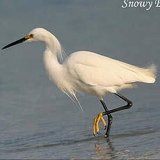 Aigrette neigeuse