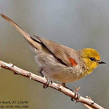 Auripare verdin