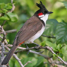 Bulbul orphée