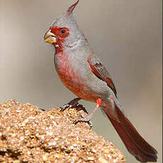 Cardinal pyrrhuloxia