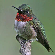 Colibri à gorge rubis