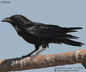 Corbeau à cou blanc