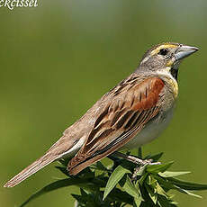 Dickcissel d'Amérique